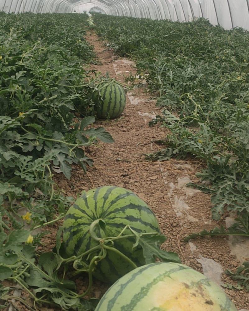 头茬无籽冰糖麒麟，次货