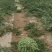 头茬无籽冰糖麒麟，次货