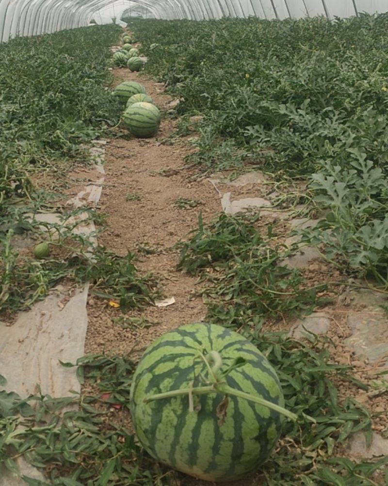 头茬无籽冰糖麒麟，次货