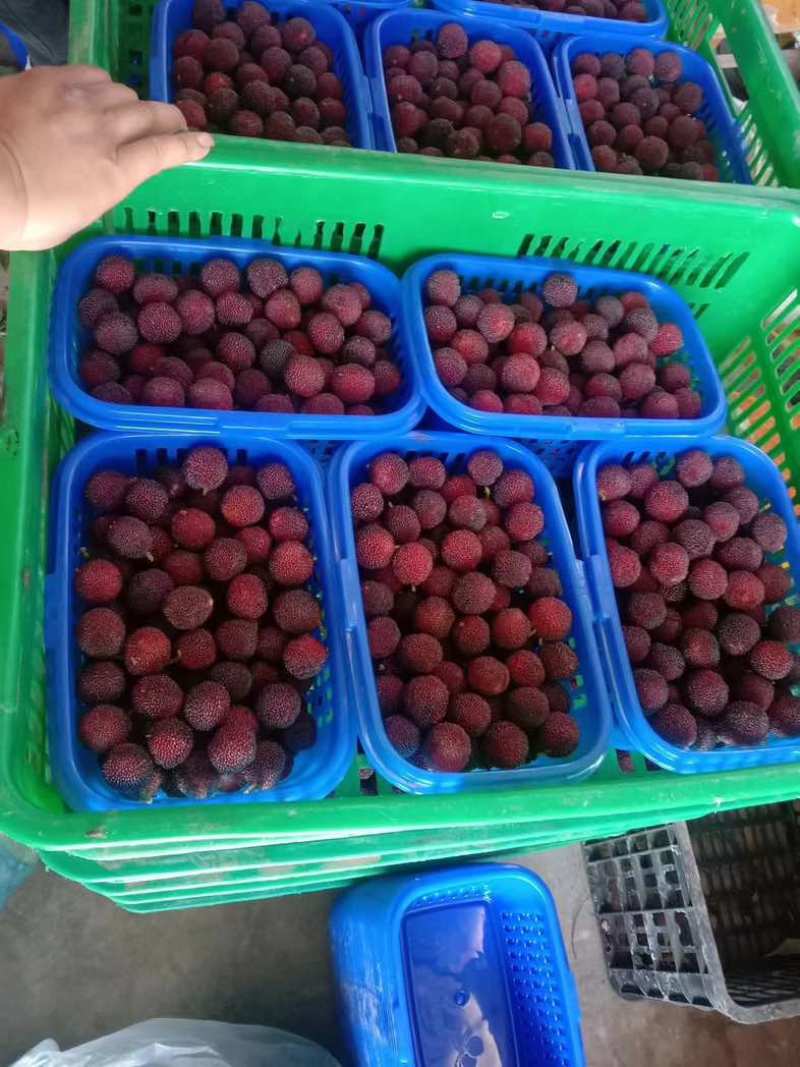 荸荠杨梅，东愧杨梅通货代办一件代发