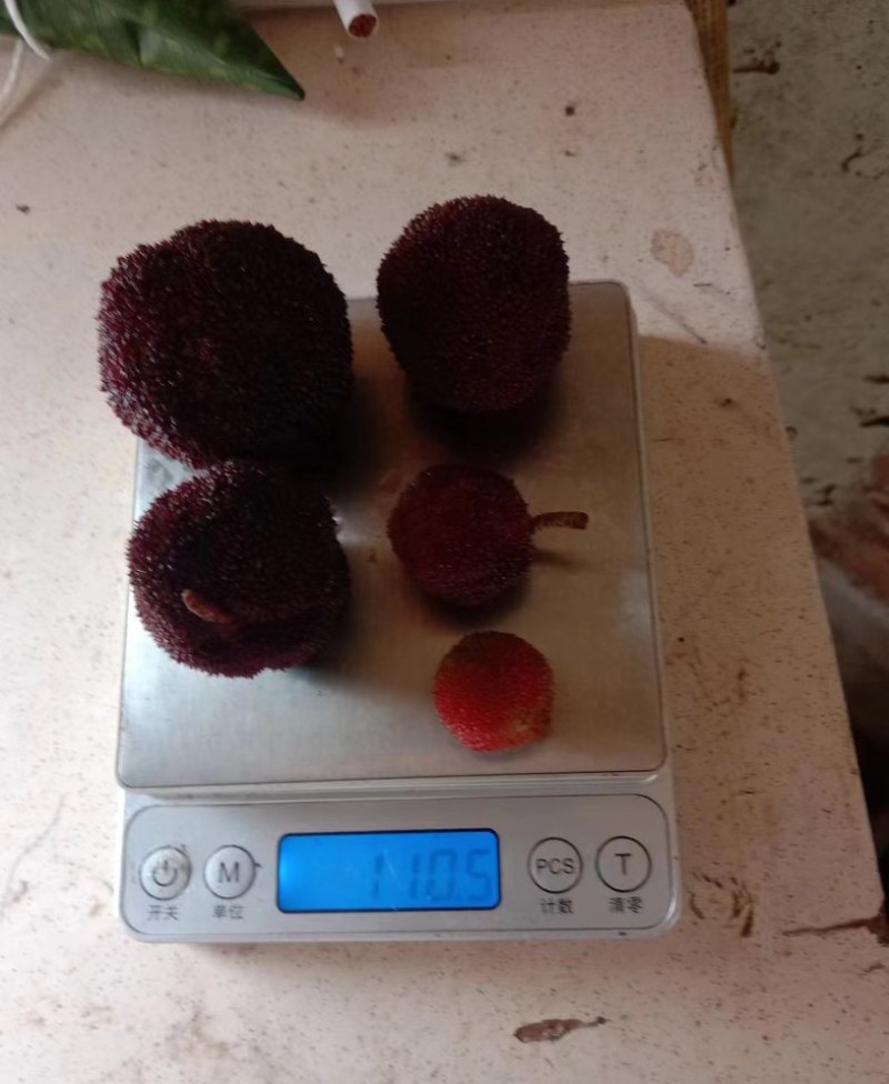 荸荠杨梅，东愧杨梅通货代办一件代发