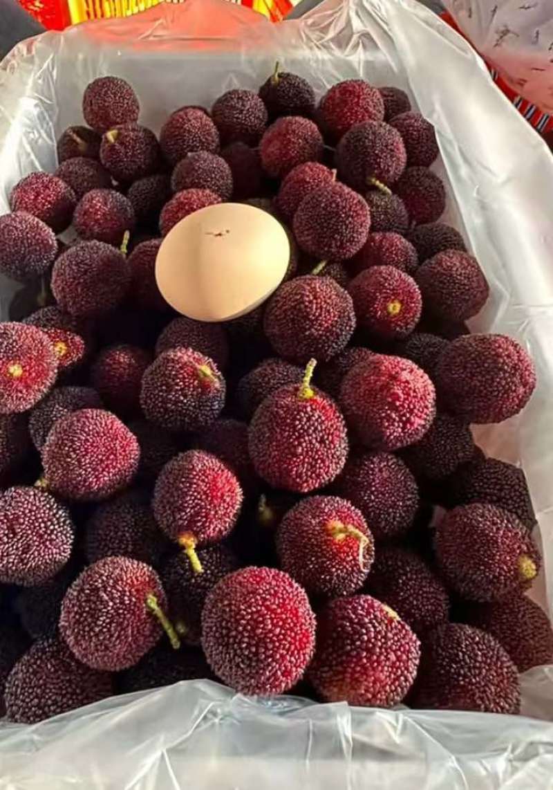 荸荠杨梅，东愧杨梅通货代办一件代发