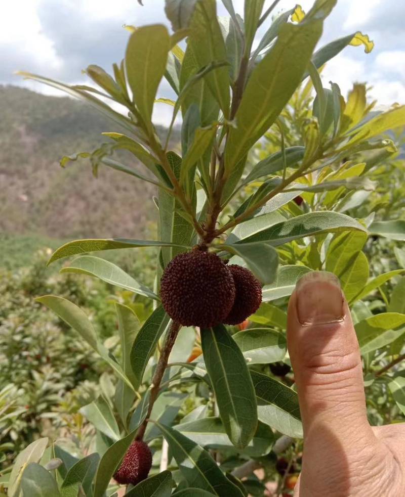 荸荠杨梅，东愧杨梅通货代办一件代发