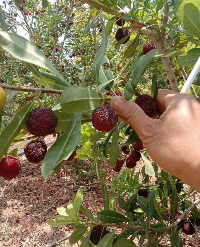 荸荠杨梅，东愧杨梅通货代办一件代发