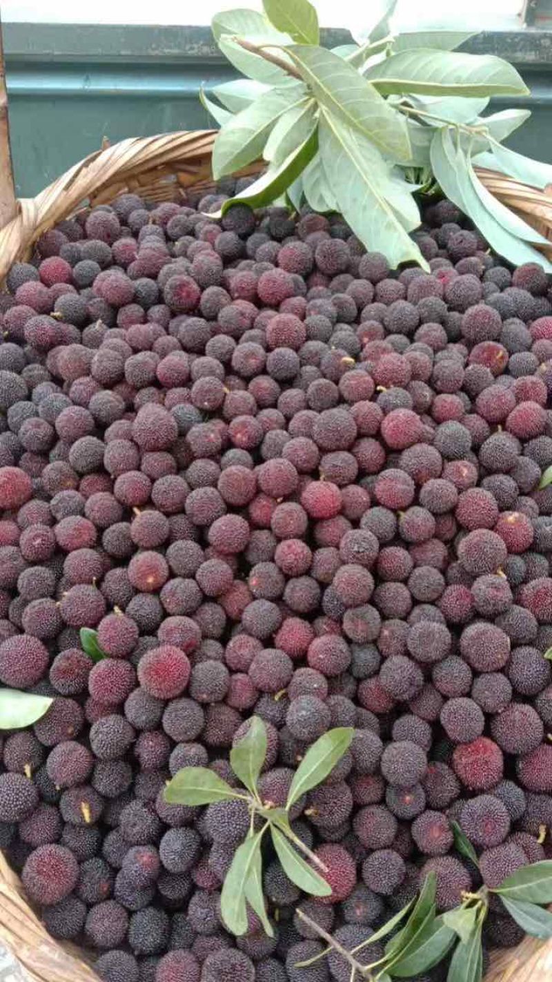 荸荠杨梅，东愧杨梅通货代办一件代发