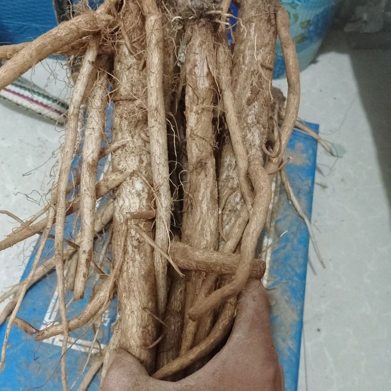马刺根
