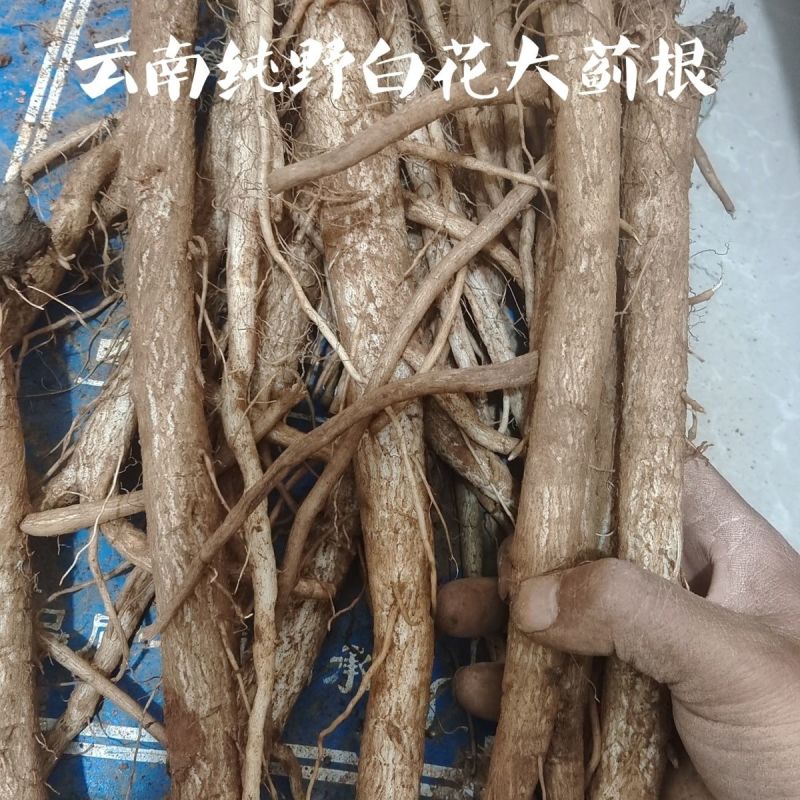 马刺根