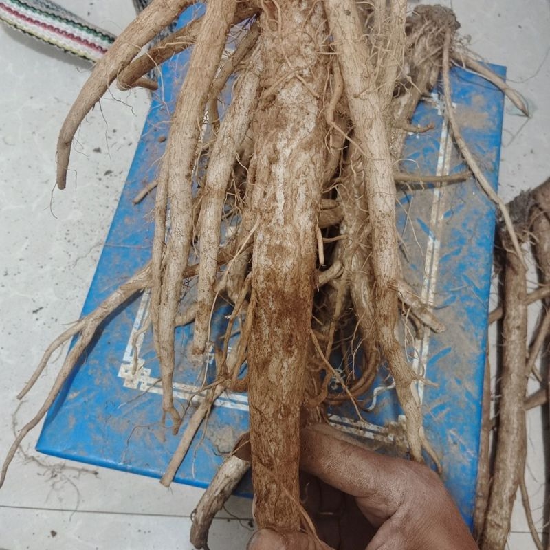 马刺根