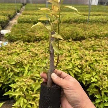 三角梅，3斤袋7斤袋，各种规格，大量低价出售