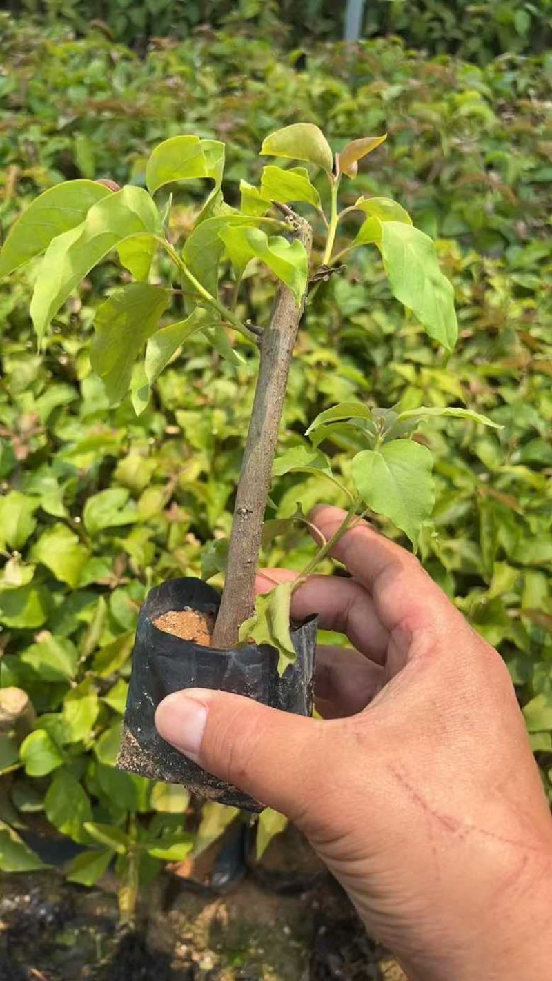 三角梅，3斤袋7斤袋，各种规格，大量低价出售