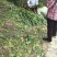 艾草，端午艾草