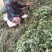艾草，端午艾草