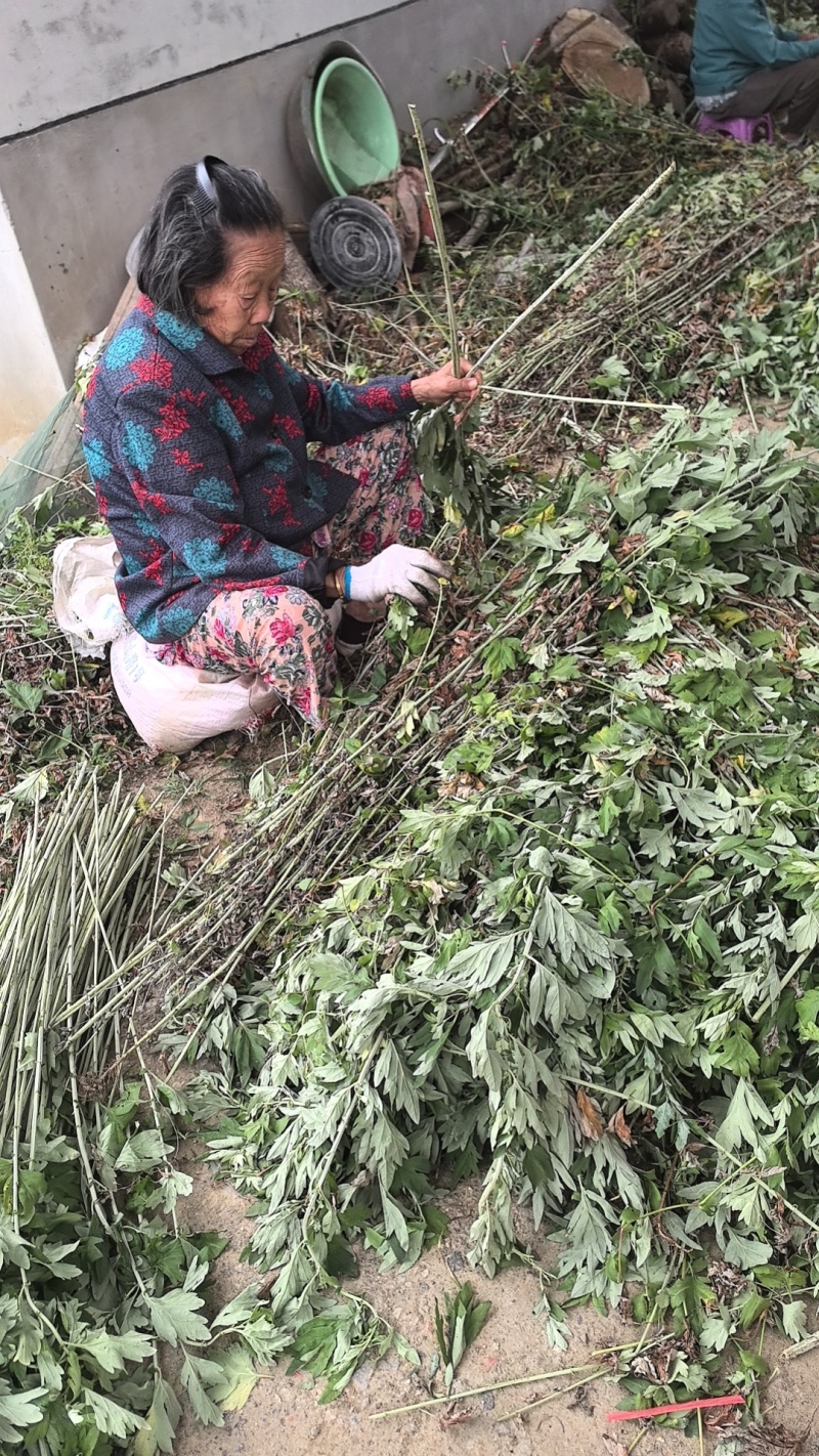 艾草，端午艾草