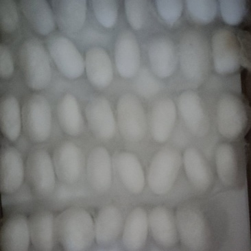 蚕茧