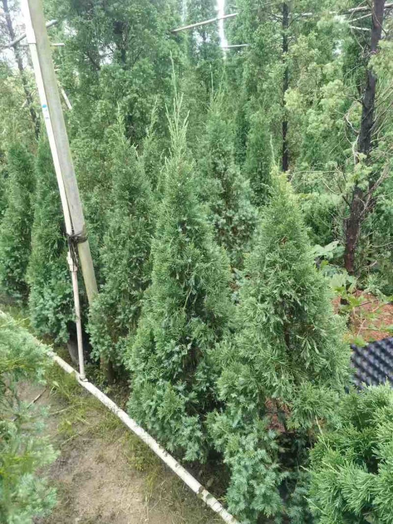 塔松，大小规格都有