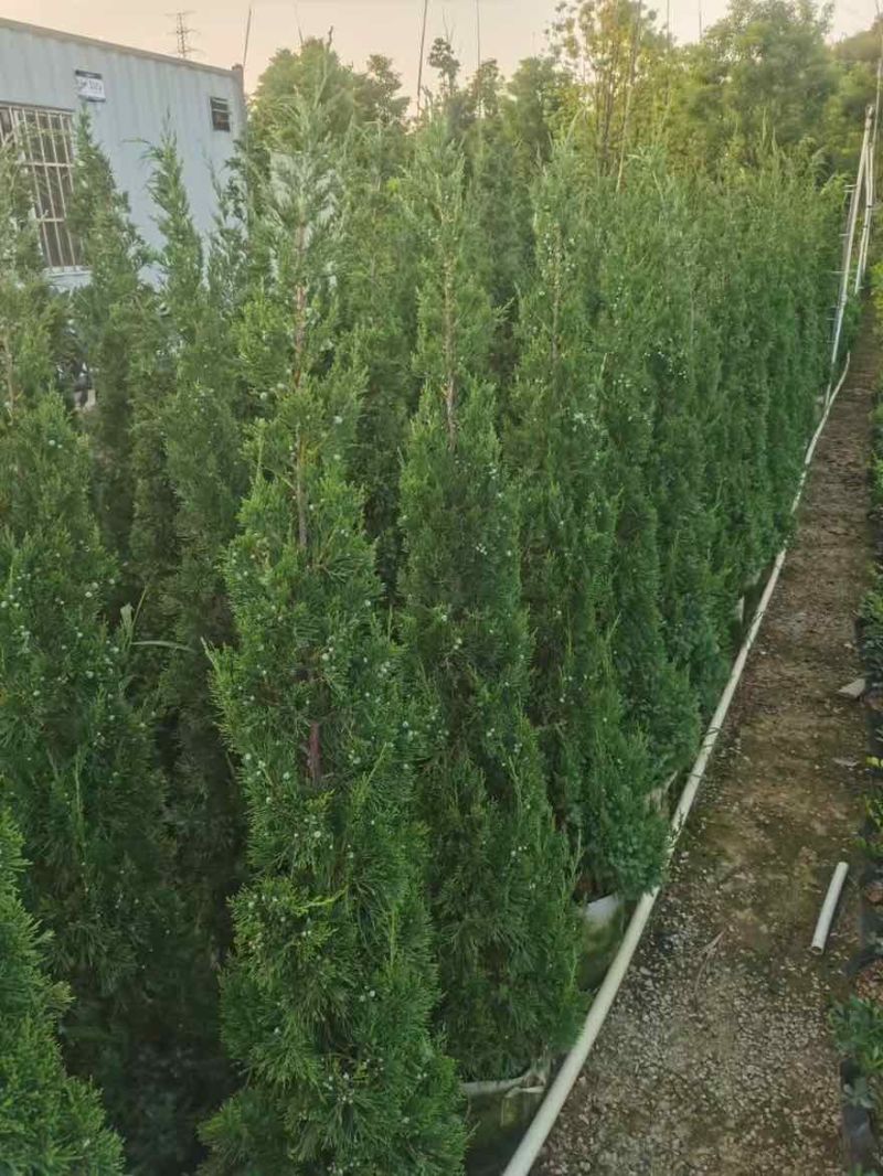 塔松，大小规格都有
