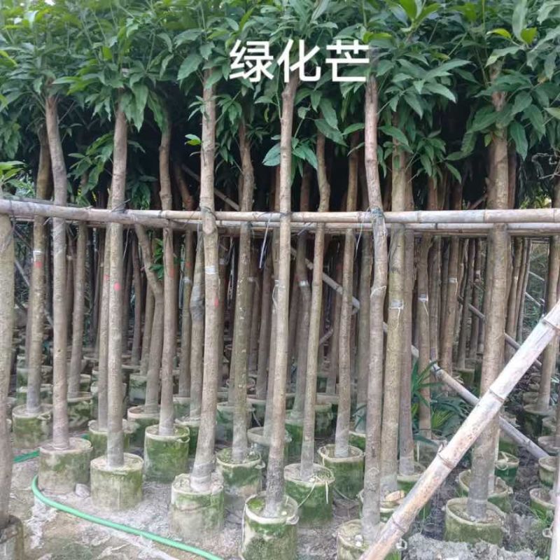 芒果苗，绿化芒，嫁接的金煌芒，大小规格都有