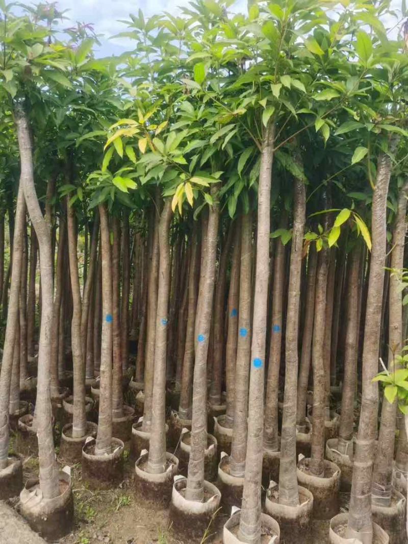 芒果苗，绿化芒，嫁接的金煌芒，大小规格都有