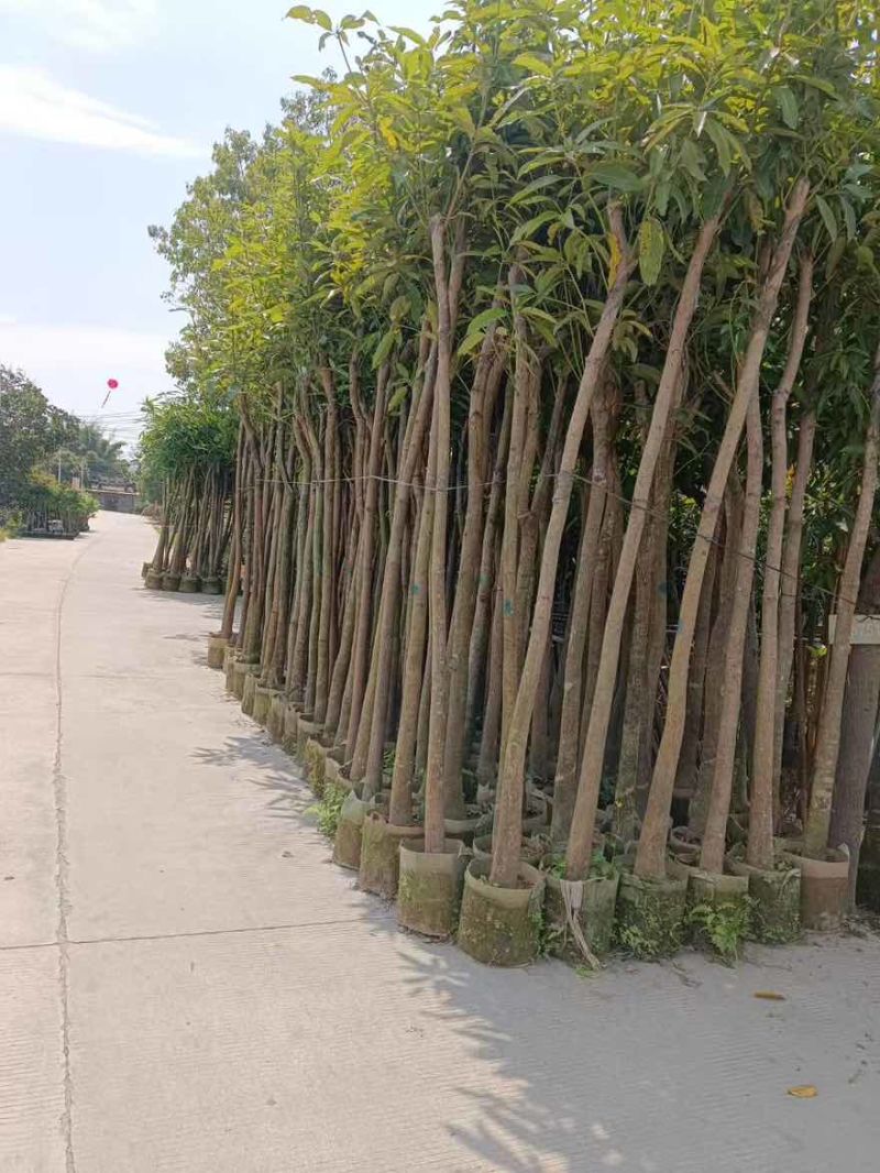 芒果苗，绿化芒，嫁接的金煌芒，大小规格都有