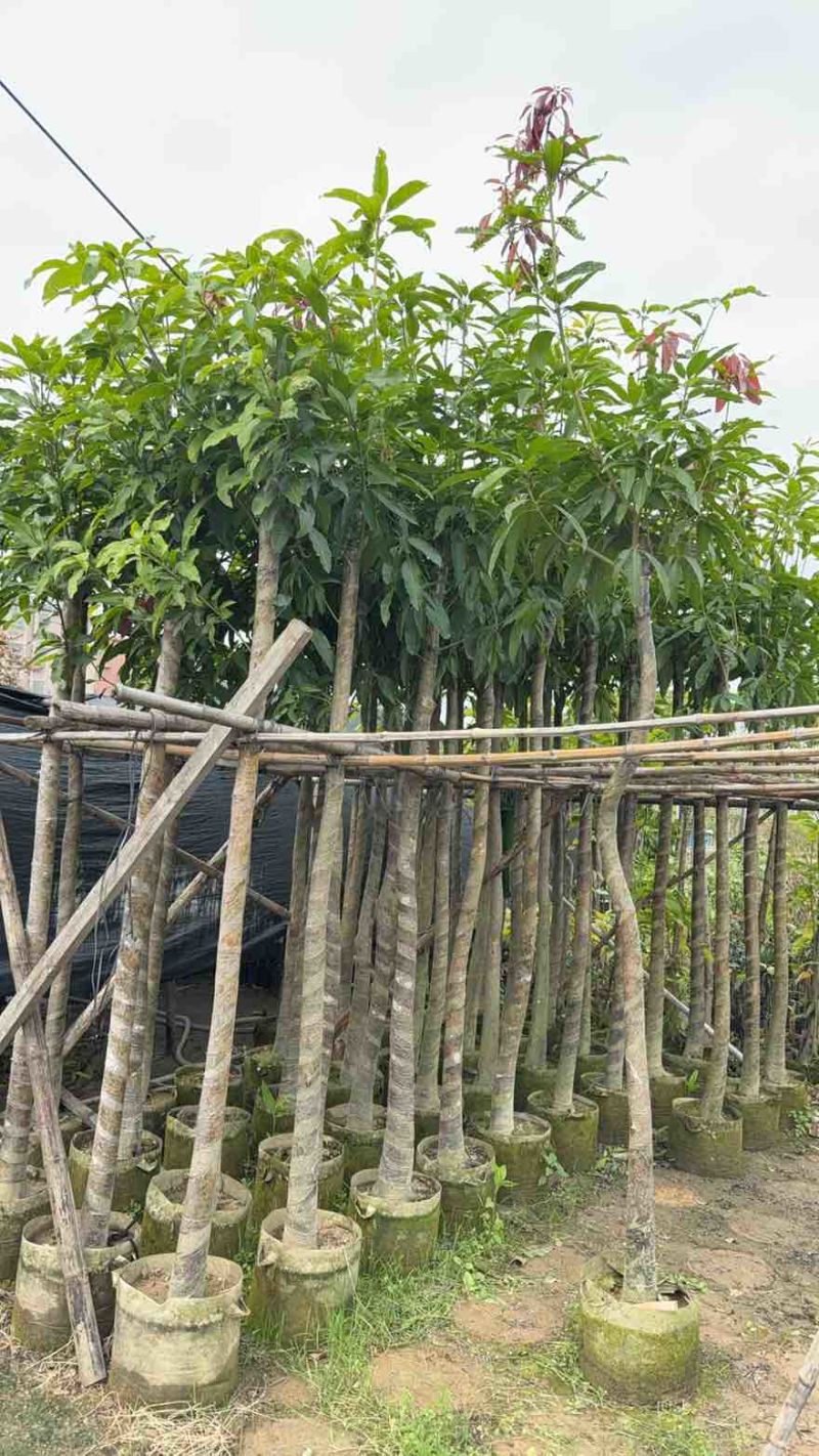 芒果苗，绿化芒，嫁接的金煌芒，大小规格都有