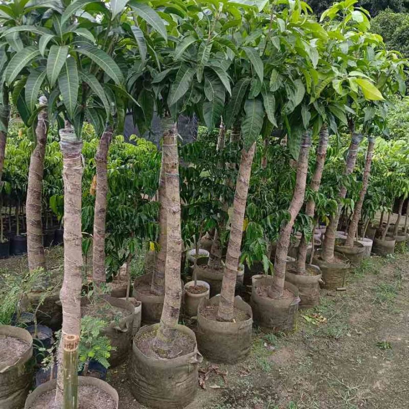 芒果苗，绿化芒，嫁接的金煌芒，大小规格都有