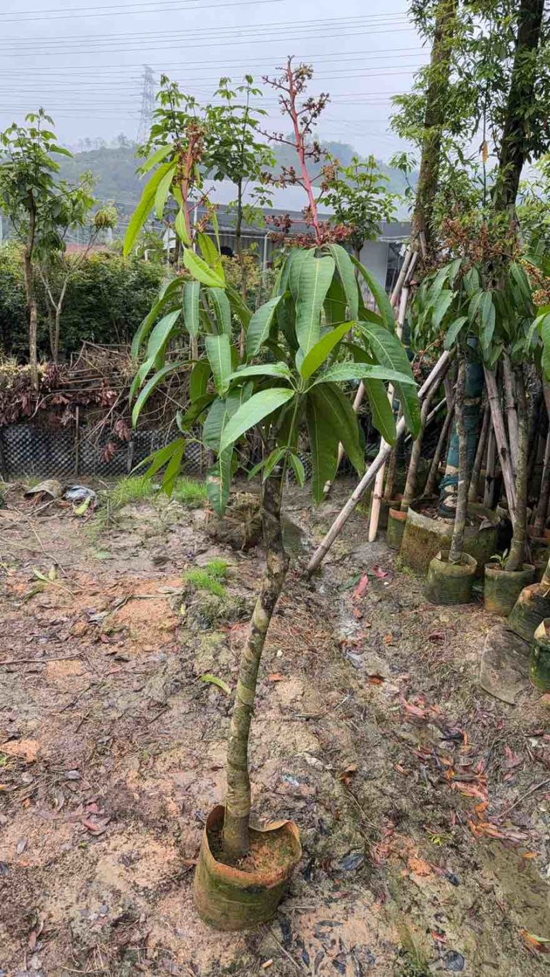 芒果苗，绿化芒，嫁接的金煌芒，大小规格都有