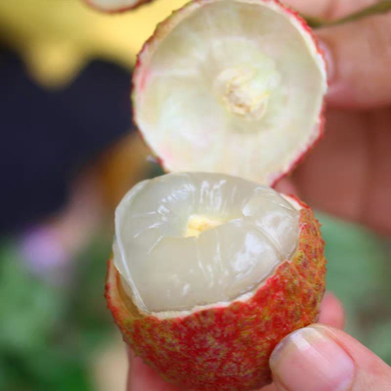 自家果园荔枝，商超代收，电商一件代发