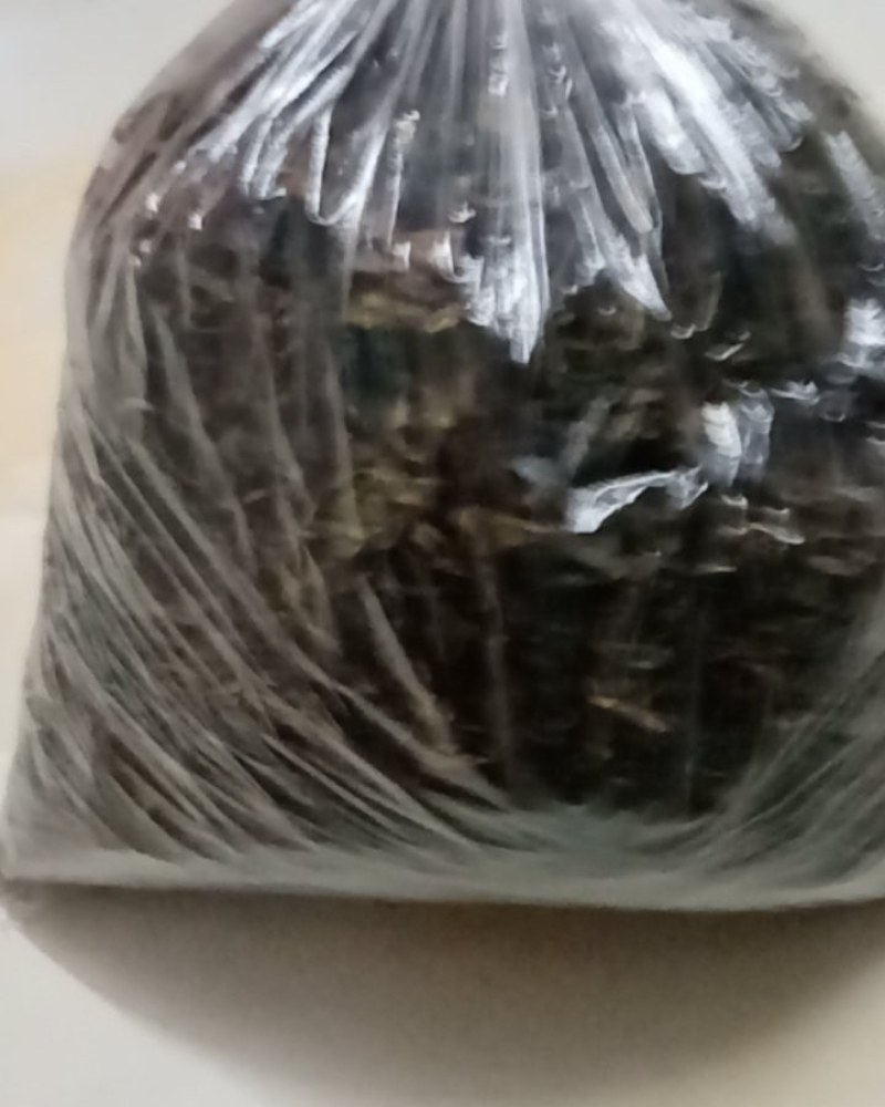 野生高山茶叶（连山金子山茶）全手工制作