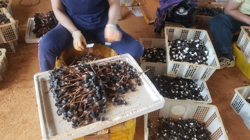 黑皮鸡枞菌