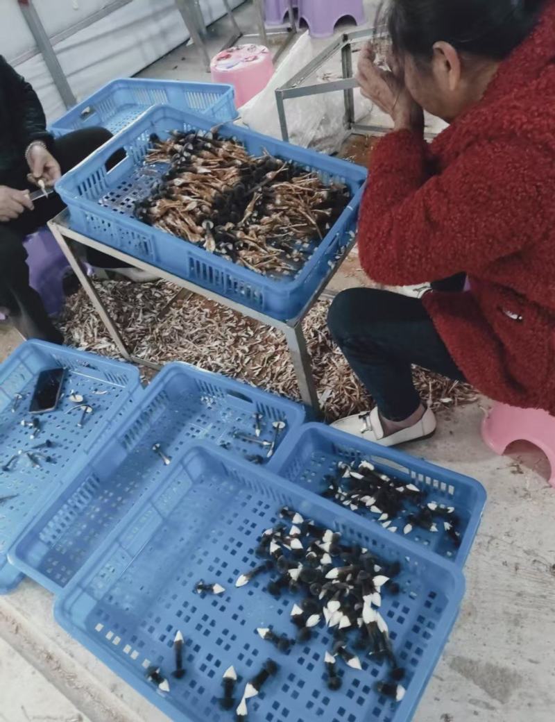 黑皮鸡枞菌