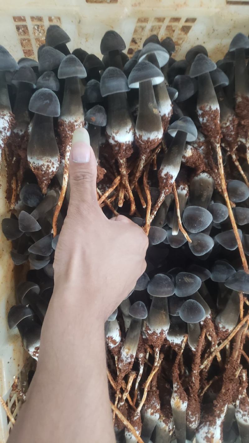 黑皮鸡枞菌
