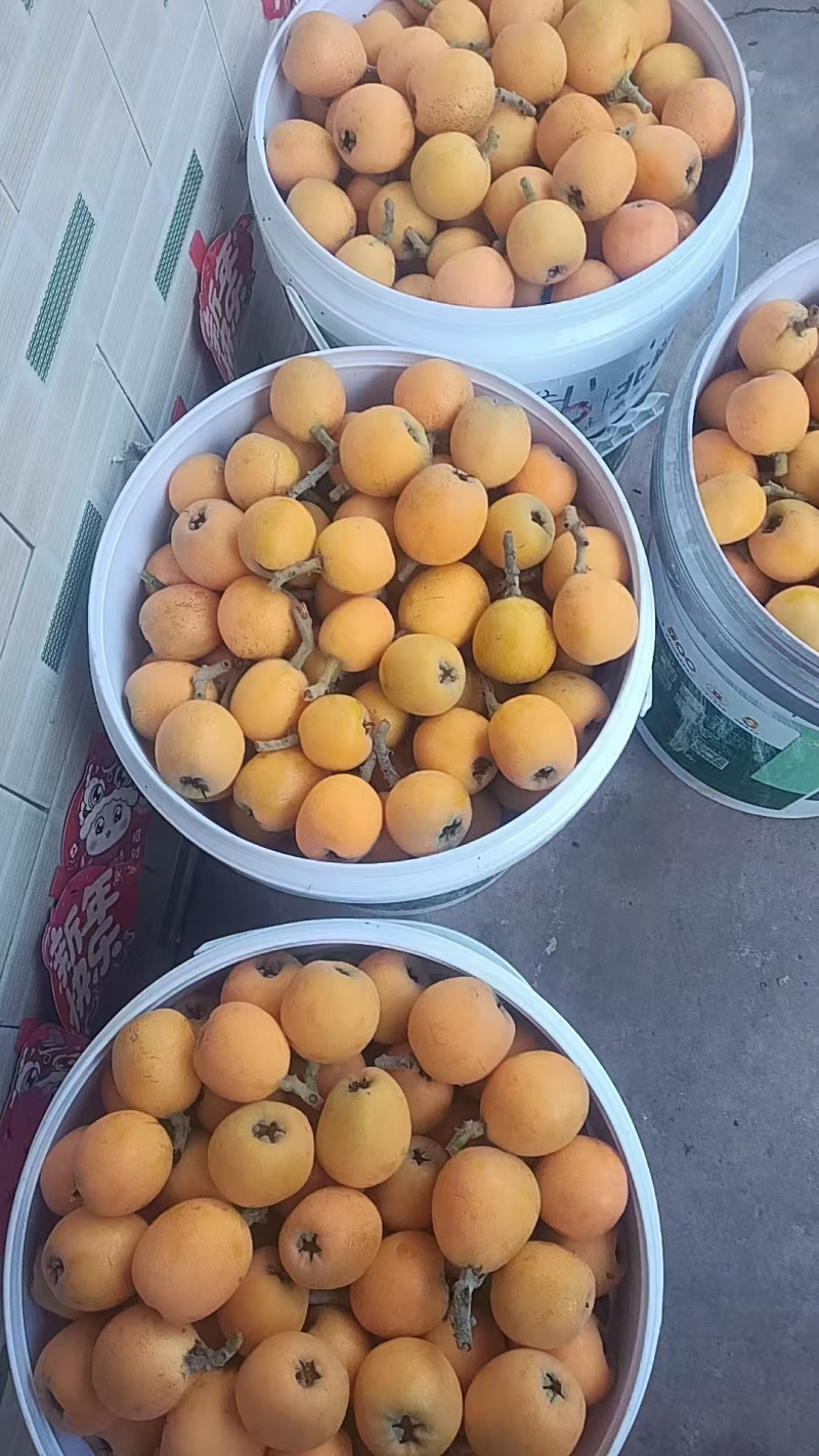 枇杷