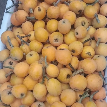 枇杷