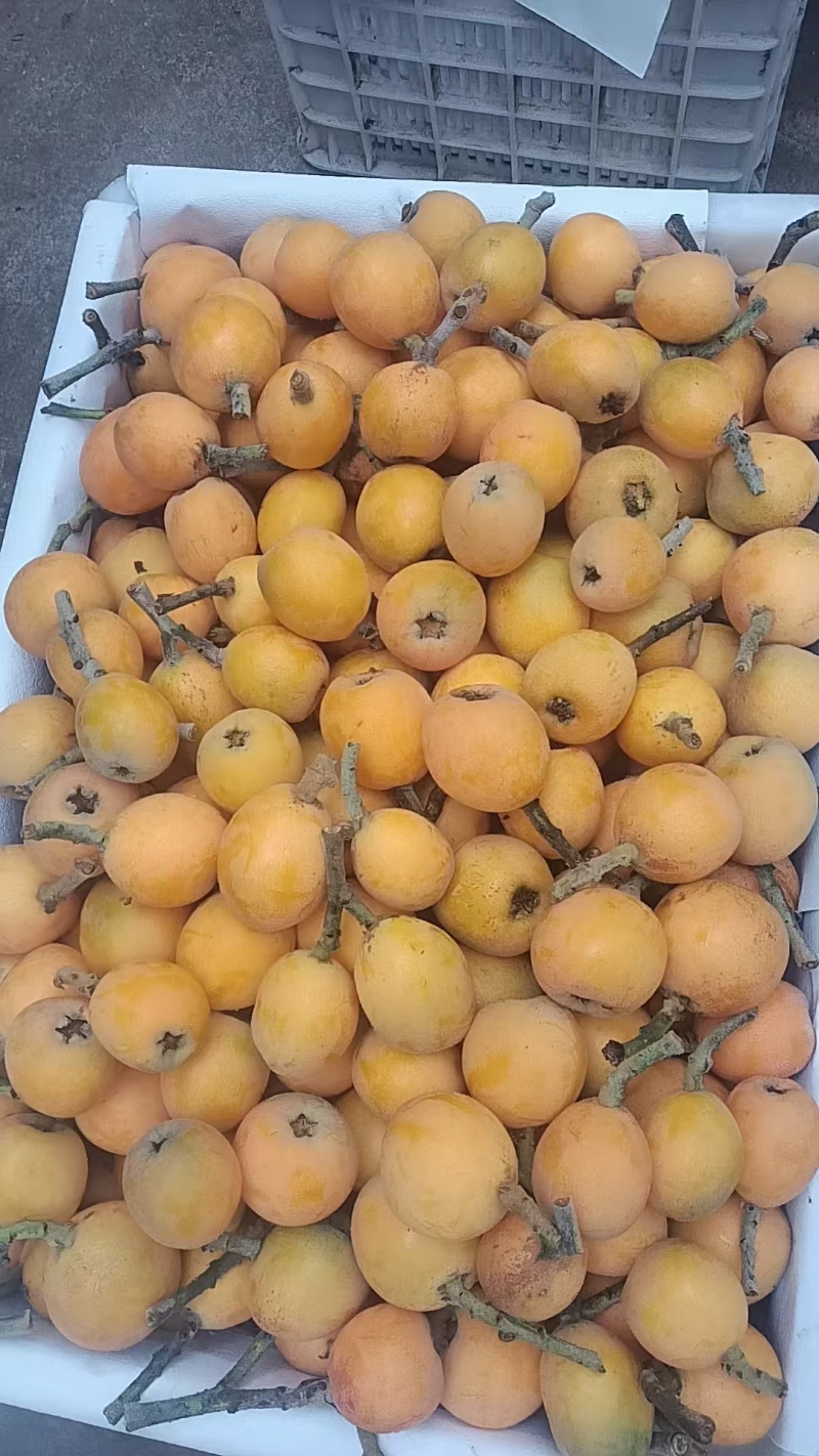 枇杷