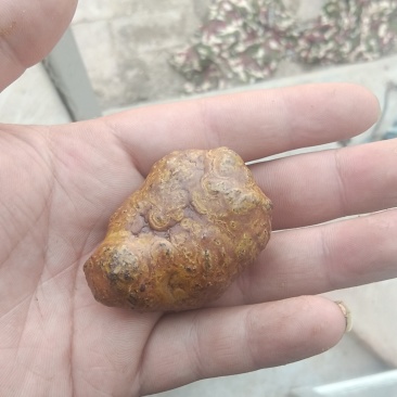 羊宝