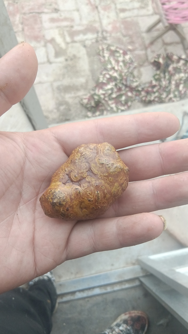 羊宝