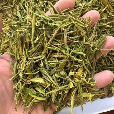 松阳毛峰黄金芽