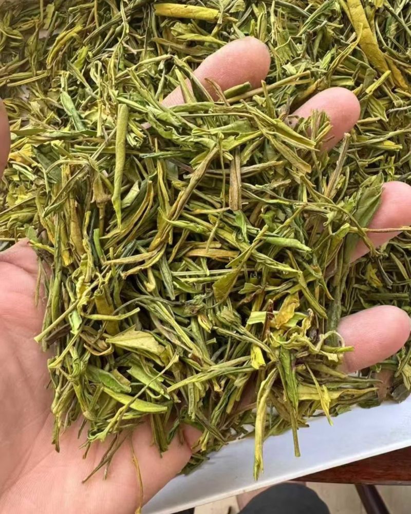 松阳毛峰黄金芽