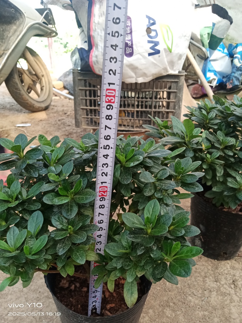 18杯杜鹃