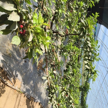 5年的大樱桃树。