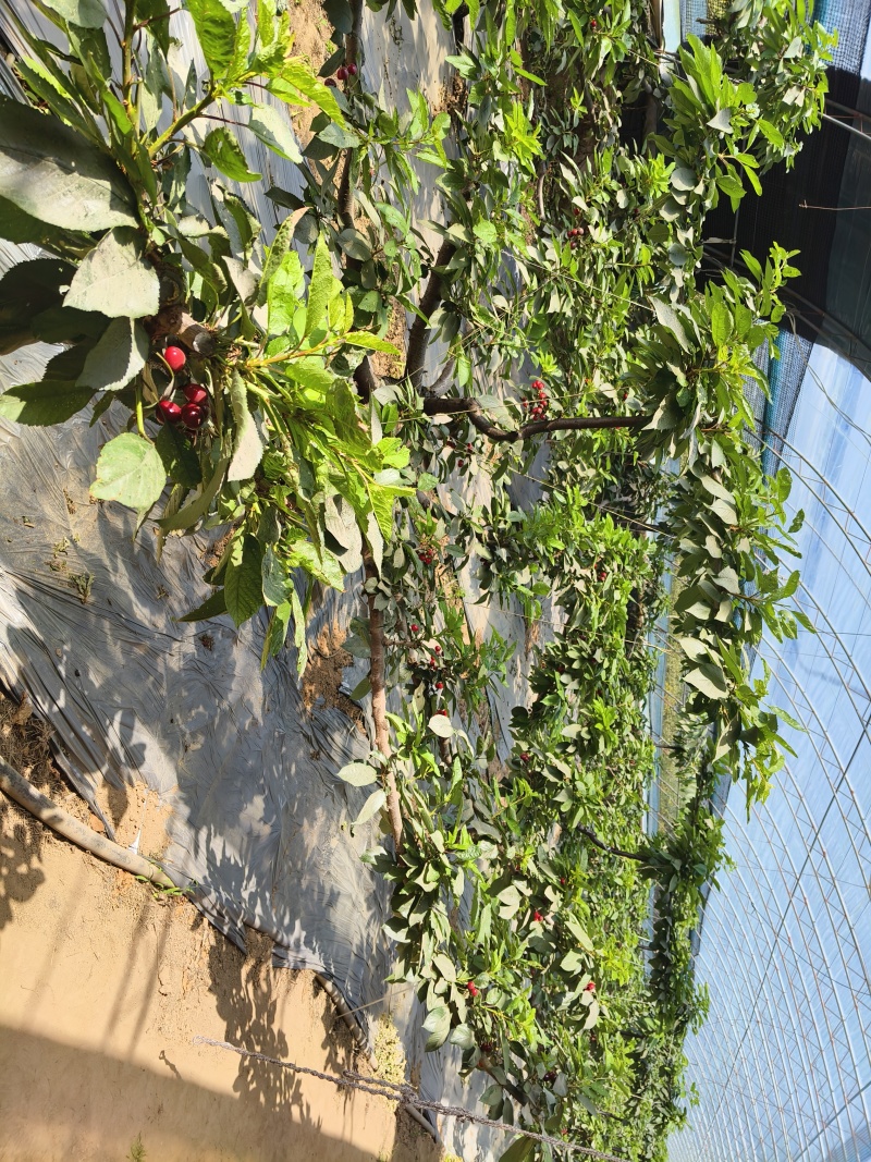 5年的大樱桃树。