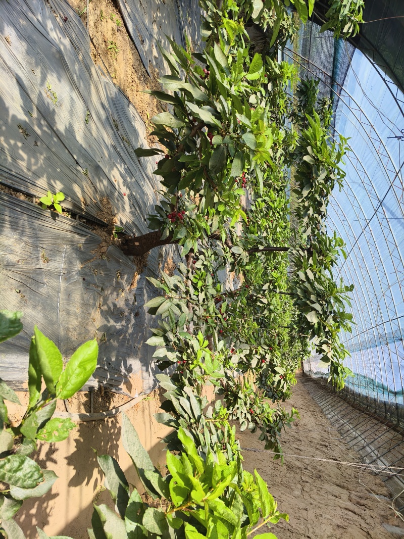 5年的大樱桃树。