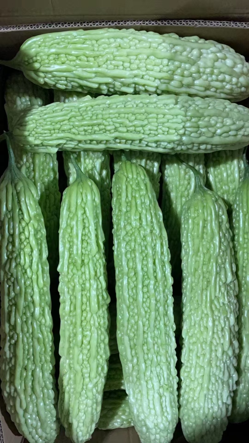 绿油苦瓜