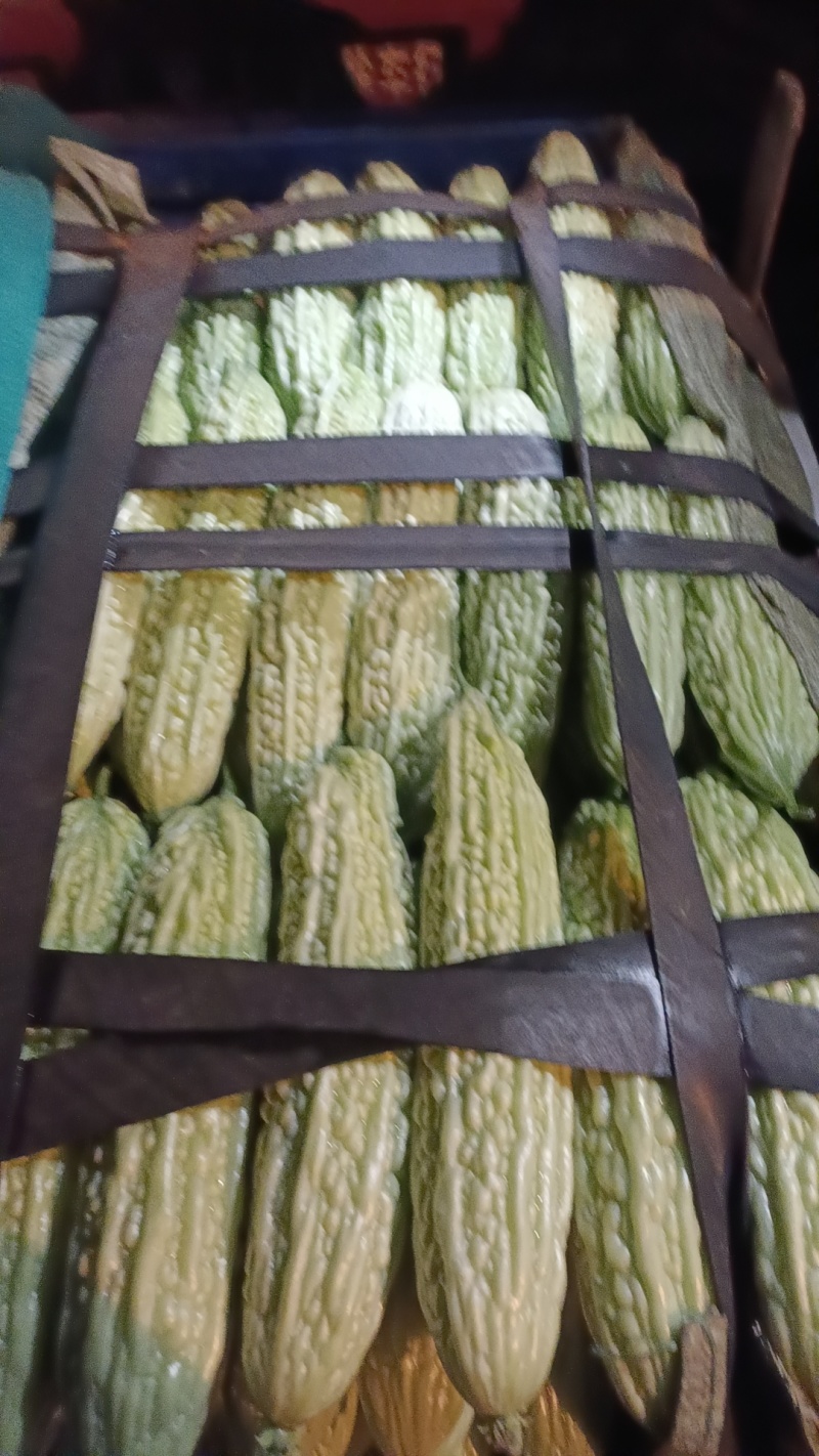 绿油苦瓜