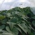 唐山沙地烟薯25接受预售，7月中旬大量供货