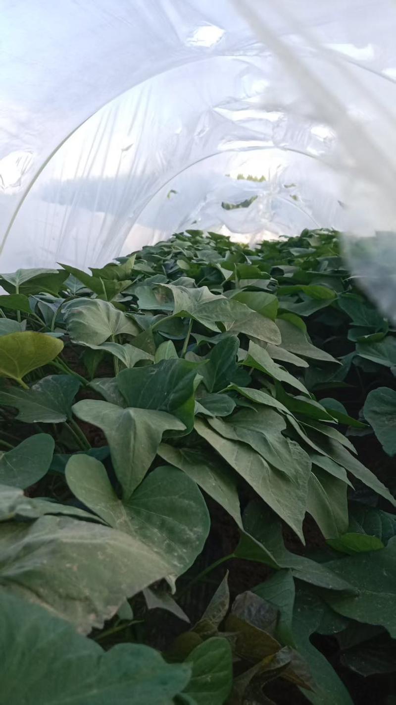唐山沙地烟薯25接受预售，7月中旬大量供货