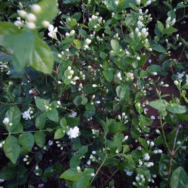 茉莉花枝条