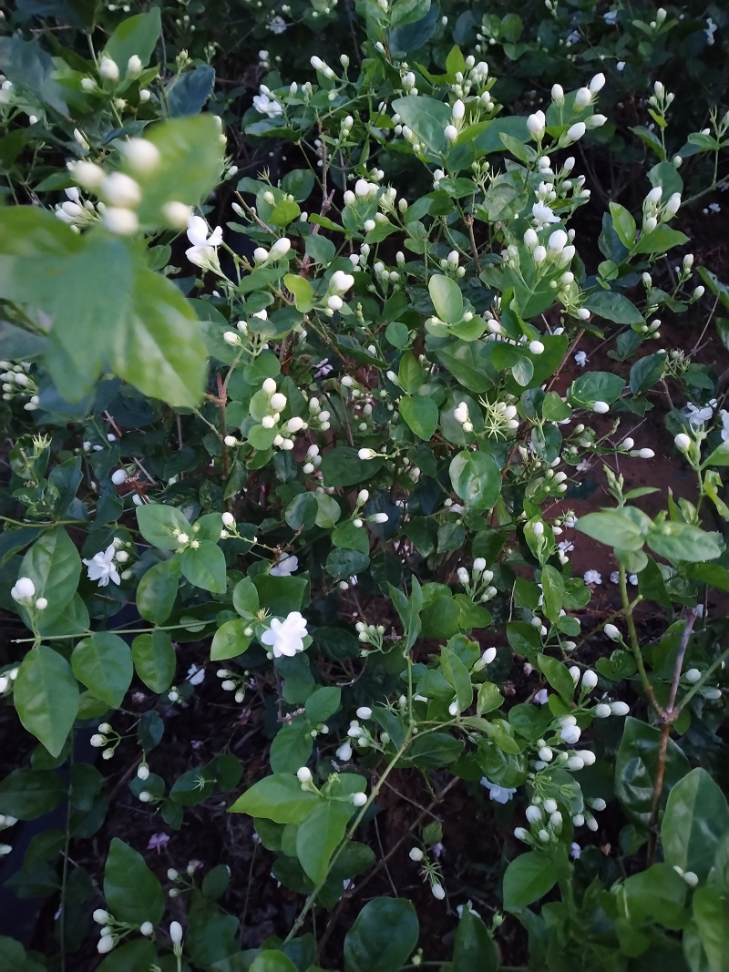 茉莉花枝条