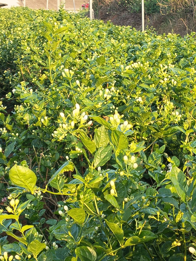 茉莉花枝条