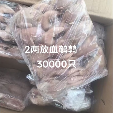 厂家2两放血鹌鹑30000只